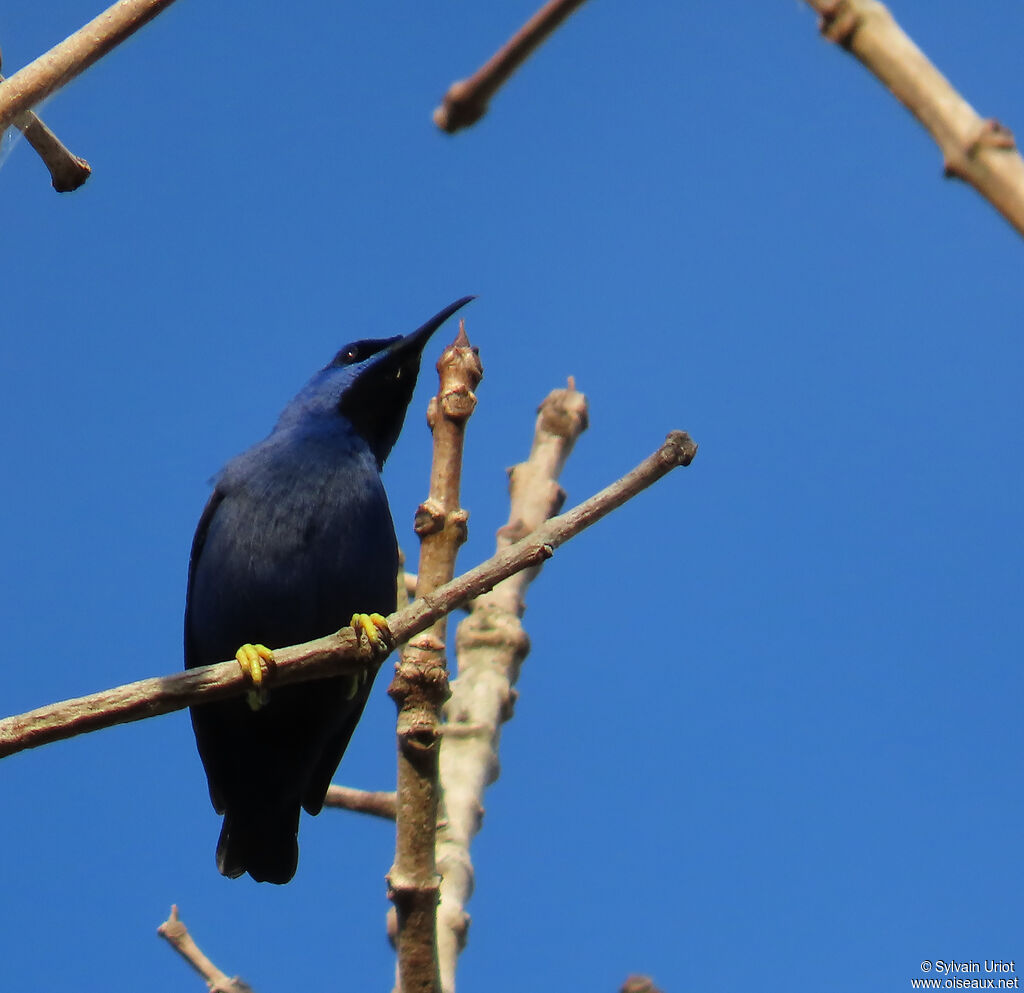 Purple Honeycreeper male adult