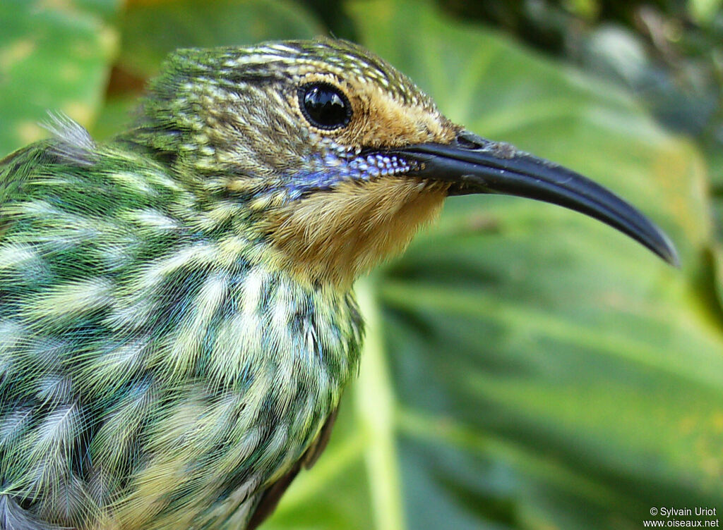 Purple Honeycreeper female adult