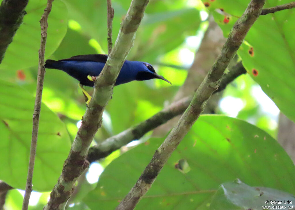 Purple Honeycreeper male adult