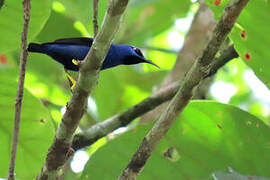 Purple Honeycreeper