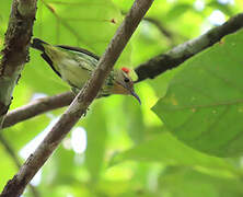 Purple Honeycreeper