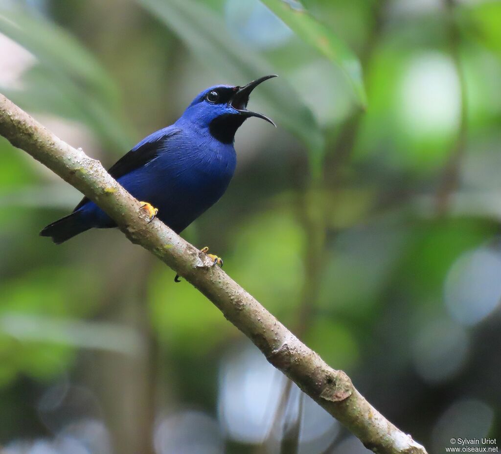 Purple Honeycreeper male adult