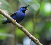 Purple Honeycreeper