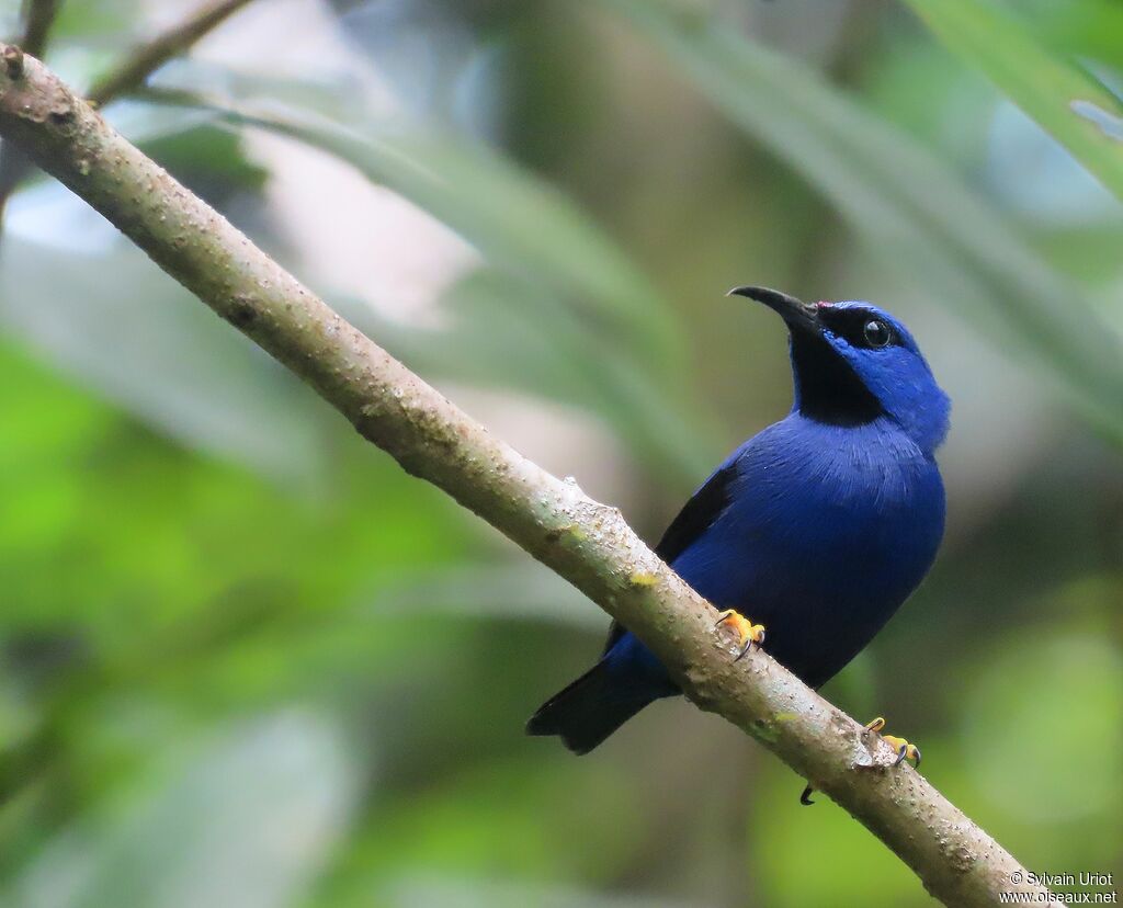 Purple Honeycreeper male adult