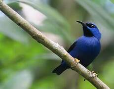 Purple Honeycreeper