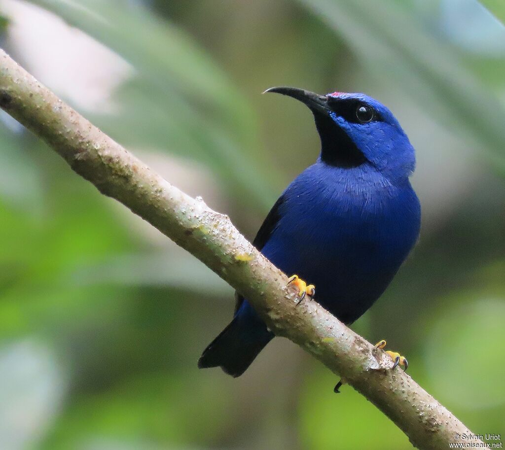 Purple Honeycreeper male adult