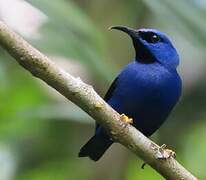 Purple Honeycreeper