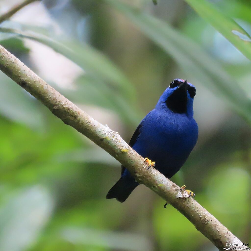 Purple Honeycreeper male adult