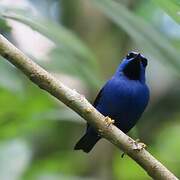 Purple Honeycreeper