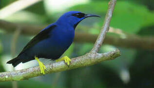 Purple Honeycreeper