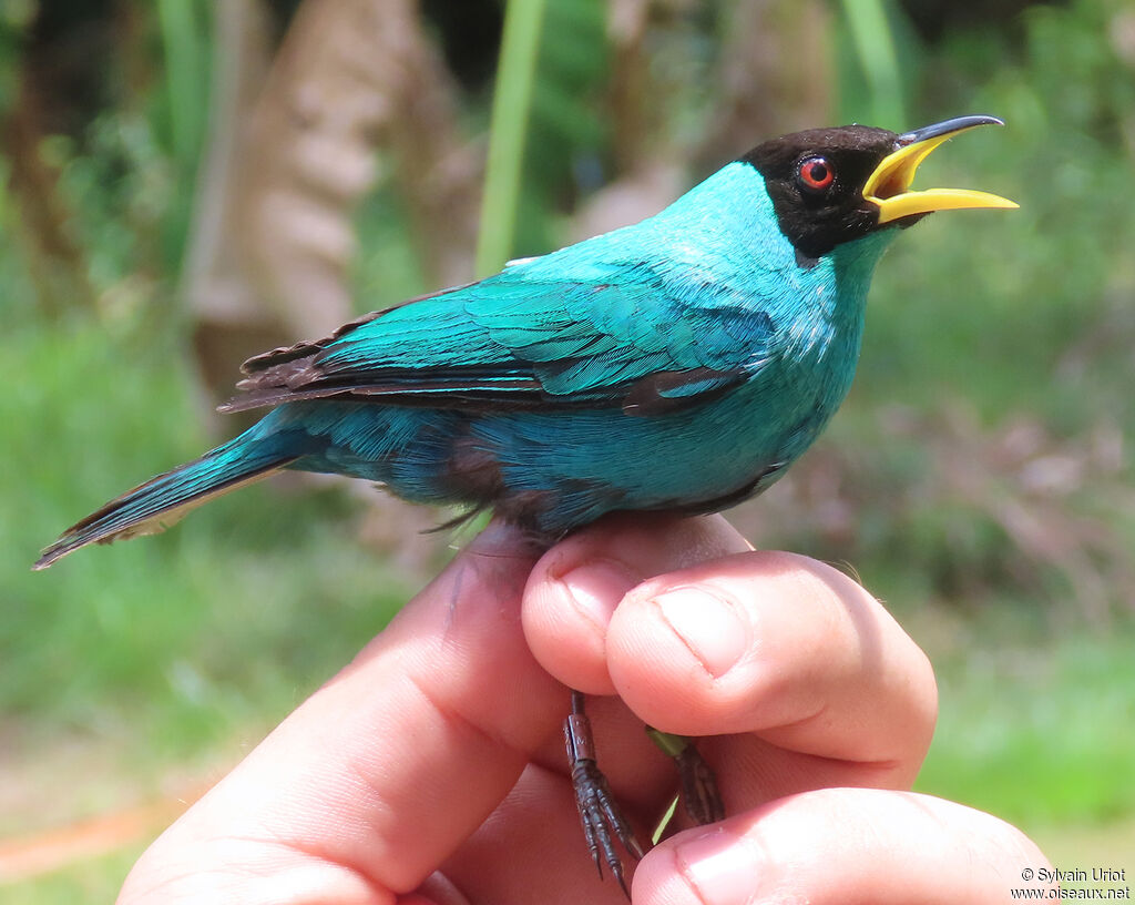 Green Honeycreeper male adult