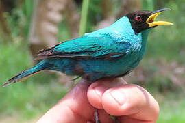 Green Honeycreeper