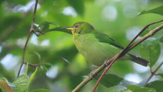 Green Honeycreeper