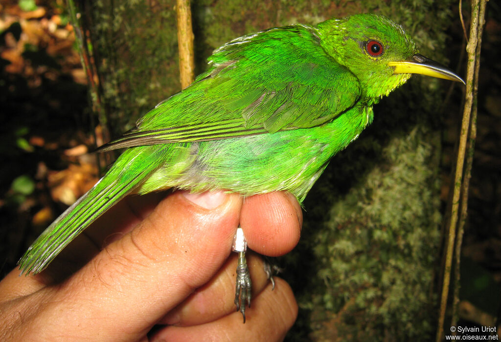 Green Honeycreeper female adult