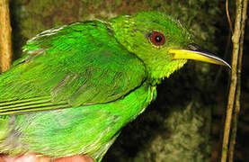 Green Honeycreeper