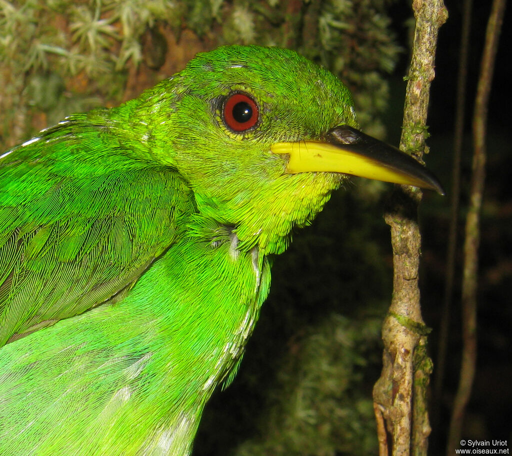 Green Honeycreeper female adult