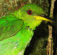 Green Honeycreeper