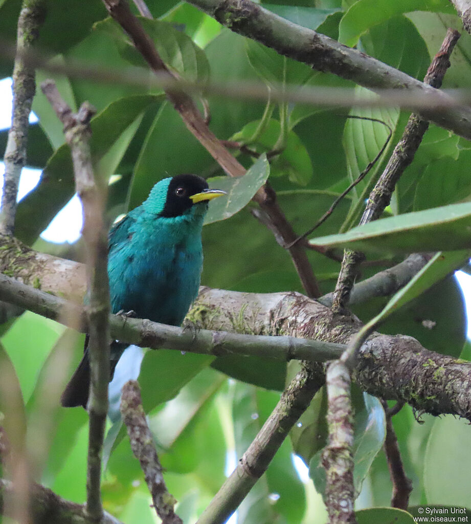 Green Honeycreeper male subadult