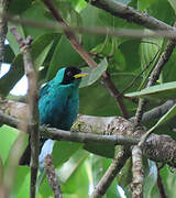 Green Honeycreeper