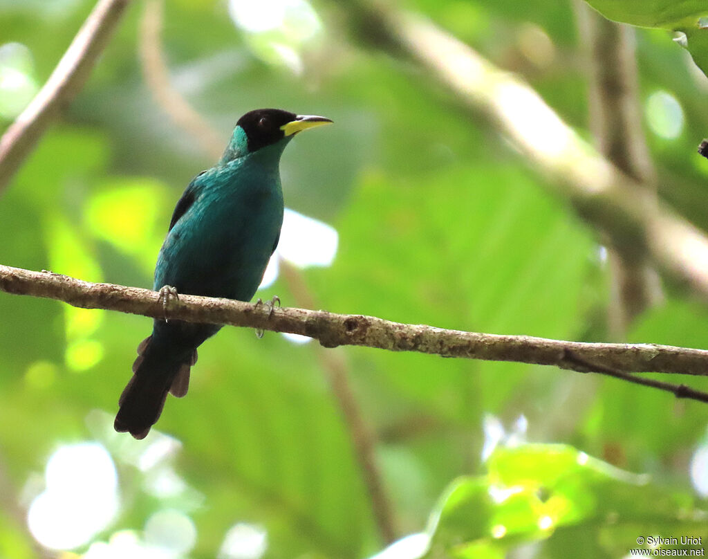 Green Honeycreeper male adult