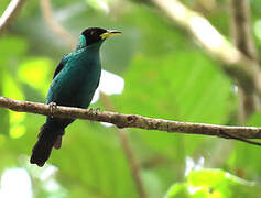 Green Honeycreeper