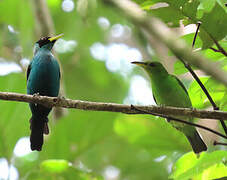 Green Honeycreeper