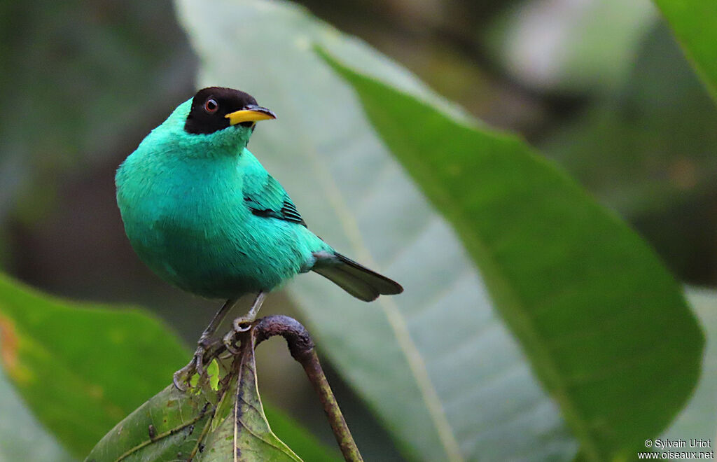 Green Honeycreeper male adult