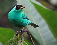 Green Honeycreeper