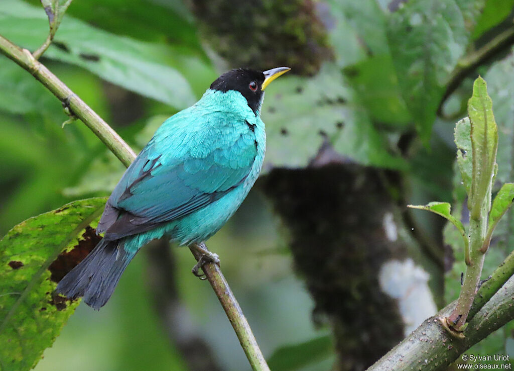 Green Honeycreeper male adult