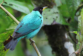 Green Honeycreeper