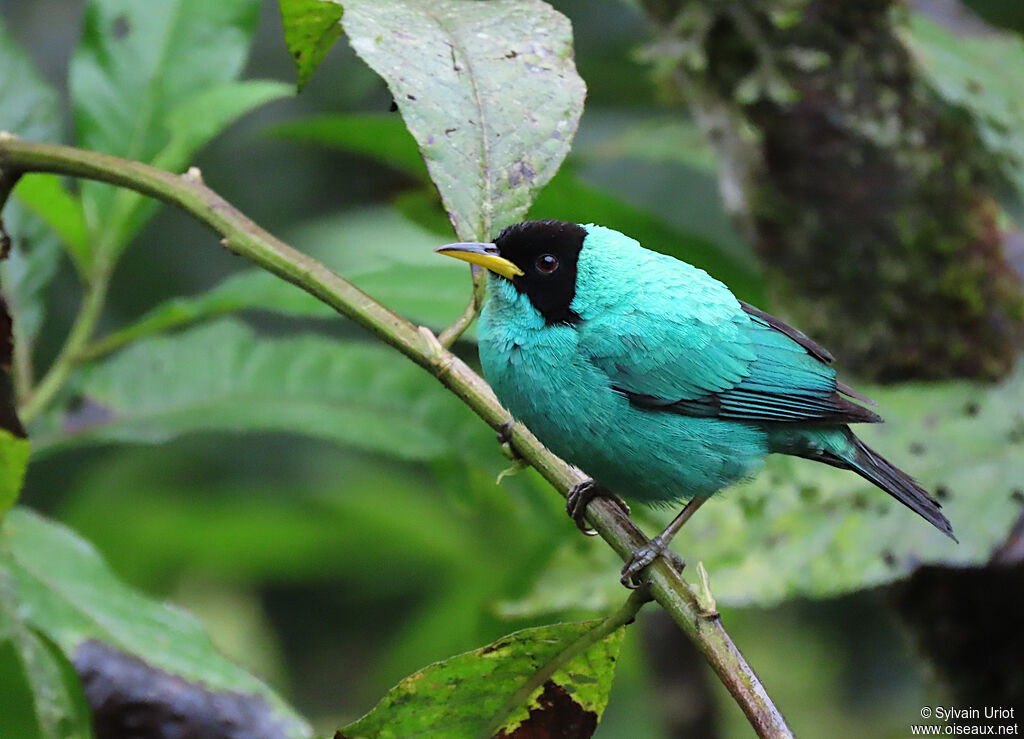 Green Honeycreeper male adult