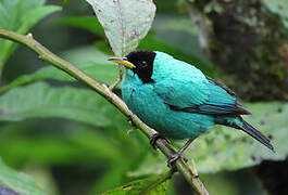 Green Honeycreeper