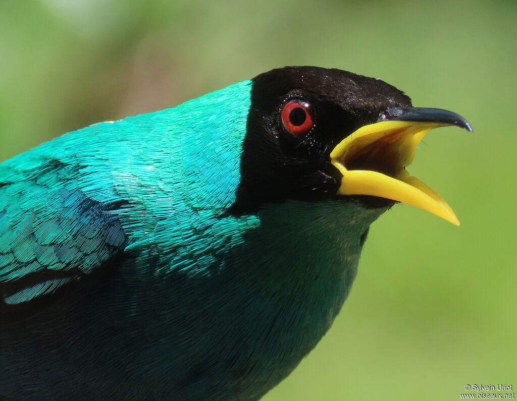 Green Honeycreeper male adult