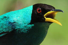 Green Honeycreeper