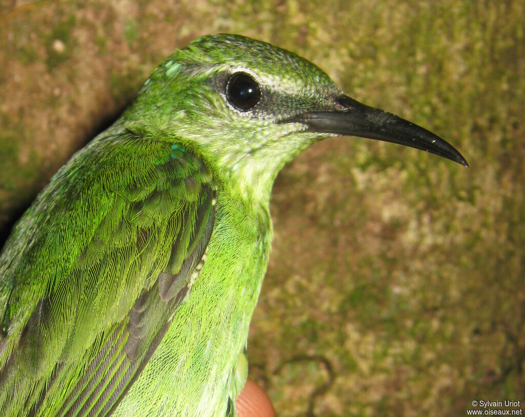 Red-legged Honeycreeper female adult