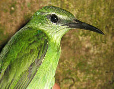 Red-legged Honeycreeper