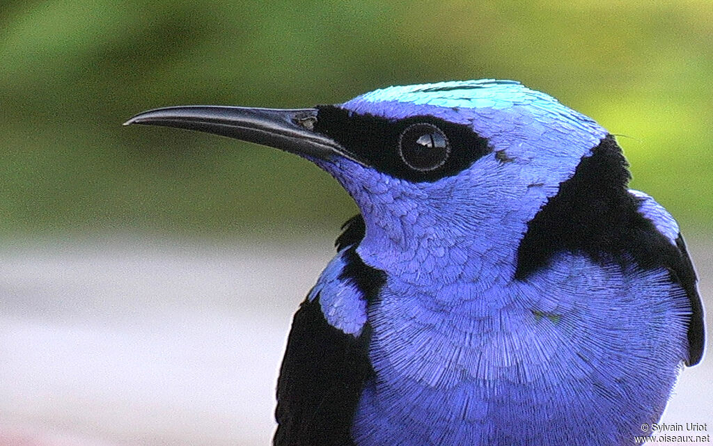 Red-legged Honeycreeper male adult