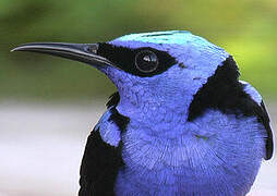 Red-legged Honeycreeper