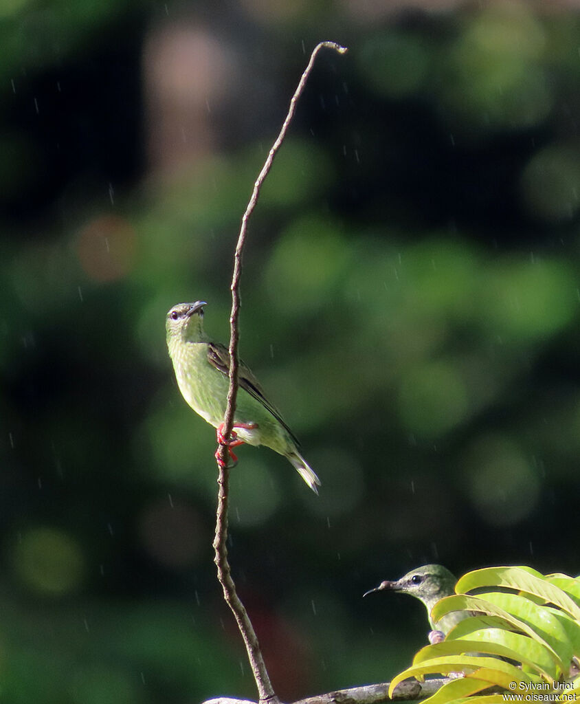 Red-legged Honeycreeper male subadult