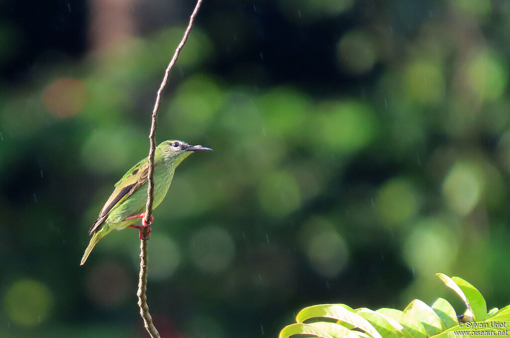 Red-legged Honeycreeper male subadult