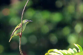 Red-legged Honeycreeper