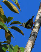 Red-legged Honeycreeper