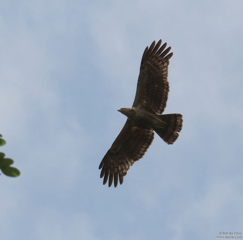 African Harrier-Hawkjuvenile