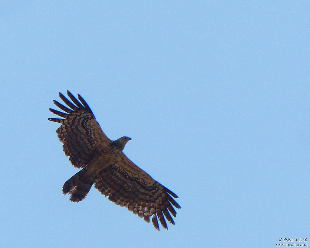 African Harrier-Hawk