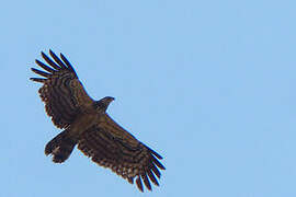 African Harrier-Hawk