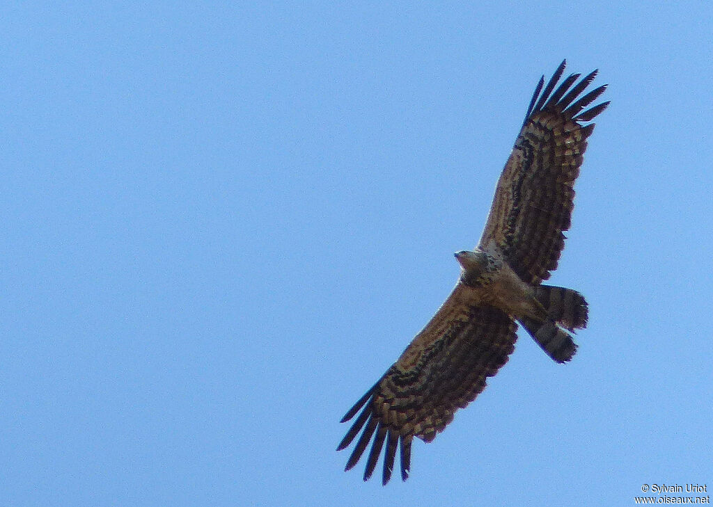 African Harrier-Hawk