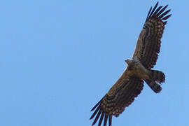 African Harrier-Hawk