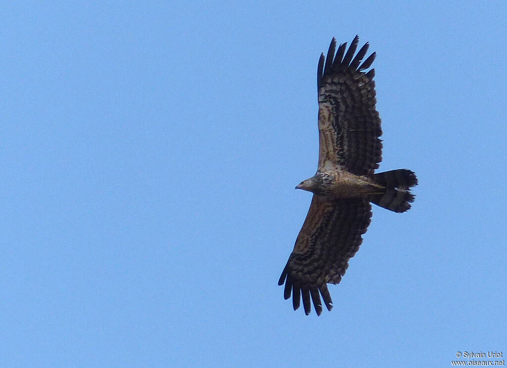 Gymnogène d'Afrique