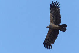 African Harrier-Hawk