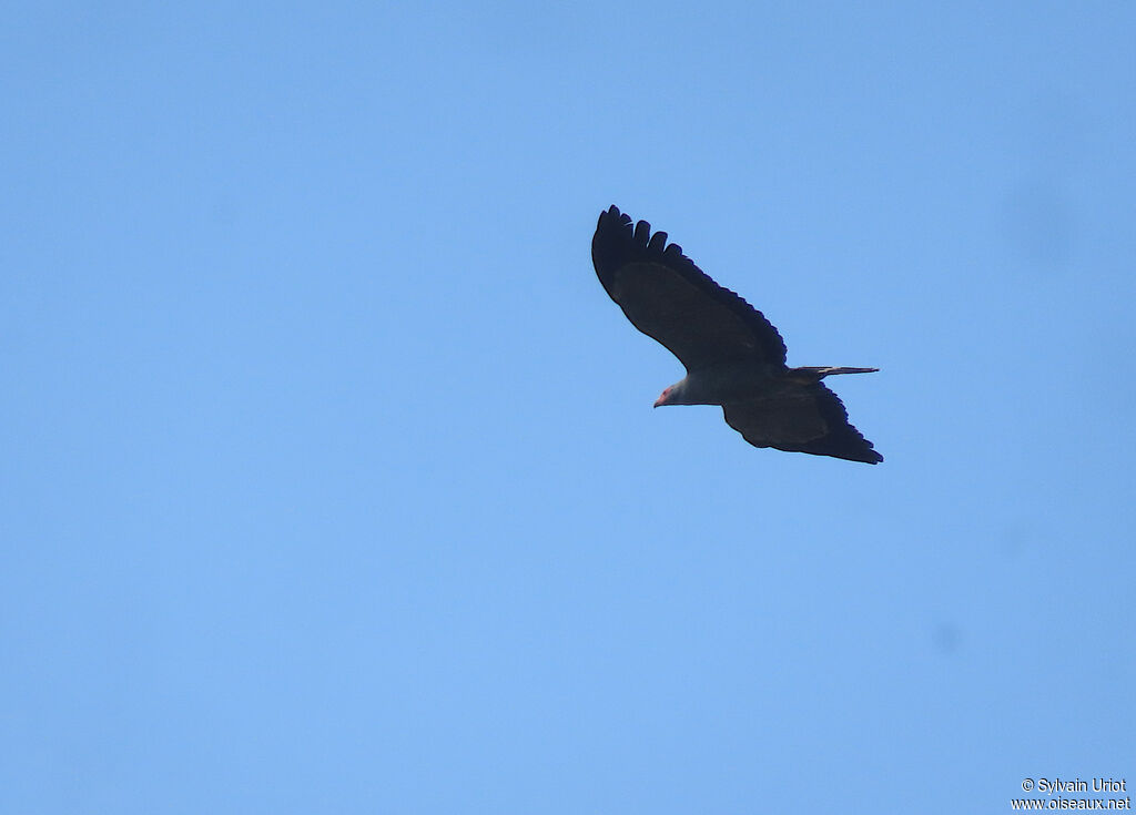 African Harrier-Hawkadult